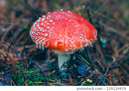 Mature Amanita Muscaria, Known as the Fly Agaric or Fly Amanita 120124419