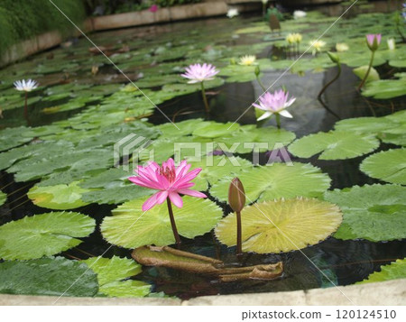 睡蓮 睡蓮 120124510
