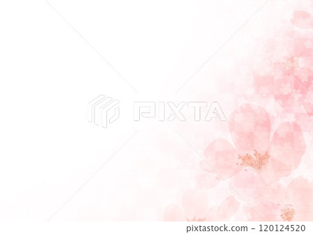 Cherry blossoms on Japanese paper with checkered pattern Cherry blossoms on Japanese paper with checkered pattern 120124520