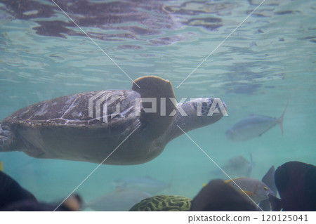 Profile of a swimming green sea turtle 120125041