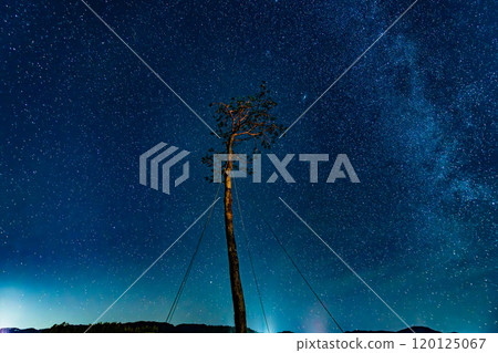 岩手三陸 一棵松樹的神奇星景 120125067