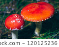 Two Amanita Muscaria, Known as the Fly Agaric or Fly Amanita 120125236
