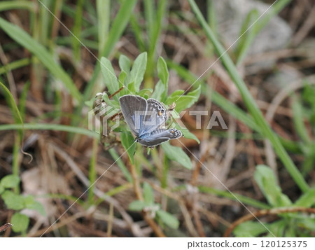 Amakusa Sunset Eight Scenes ④ Black-spotted Cycad Cyllabus dancing near the sunset near the statue of Mary Sakitsu, Kawaura-cho, Amakusa City, Kumamoto Prefecture 120125375