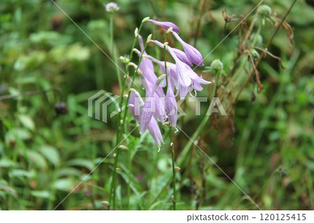六甲高山植物園初秋花開的景色 120125415
