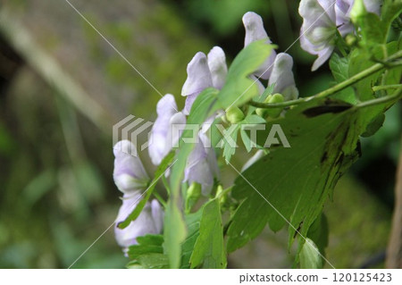 六甲高山植物園初秋花開的景色 六甲高山植物園初秋花開的景色 120125423