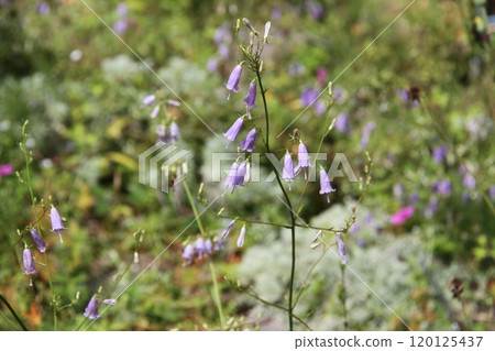 六甲高山植物園初秋花開的景色 120125437
