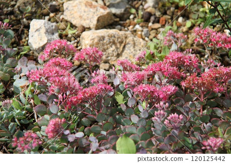 六甲高山植物園初秋花開的景色 120125442