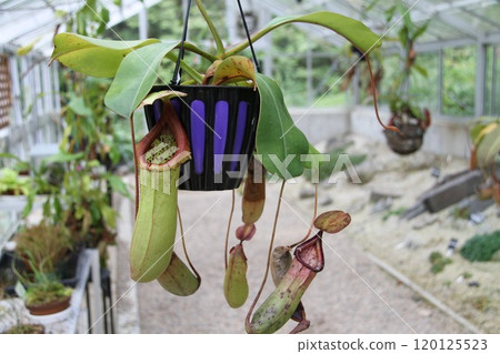 六甲高山植物園初秋花開的景色 120125523