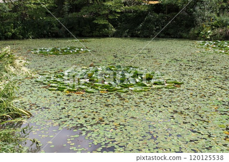 六甲高山植物園初秋花開的景色 六甲高山植物園初秋花開的景色 120125538