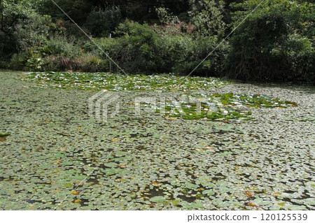 六甲高山植物園初秋花開的景色 120125539