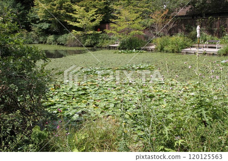 六甲高山植物園初秋花開的景色 120125563