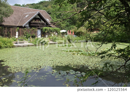 六甲高山植物園初秋花開的景色 120125564