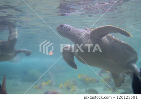 Profile of a green sea turtle rising to the surface of the sea 120125591