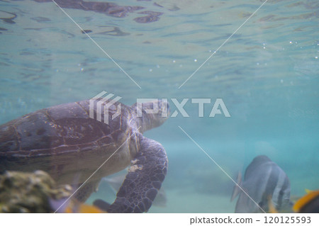 綠蠵龜凝視海面的輪廓 120125593