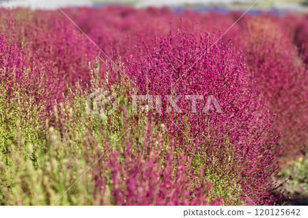 Autumn at Yuri no Sato Park Autumn at Yuri no Sato Park 120125642