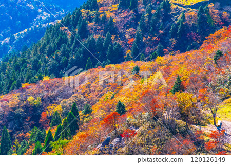 Autumn foliage and views from Mount Gozaisho's mountain park 120126149