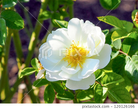 Autumn English Rose Autumn English Rose 120126166