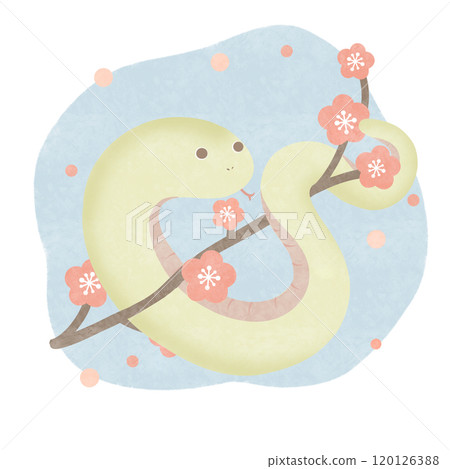 梅花蛇藍 120126388