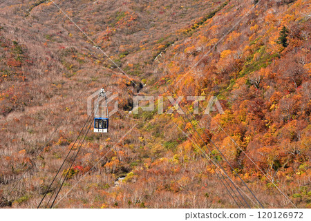 Autumn leaves on the Tateyama Kurobe Alpine Route, Kurobedaira 120126972