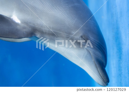 Bottlenose dolphin taking a nap Bottlenose dolphin taking a nap 120127029
