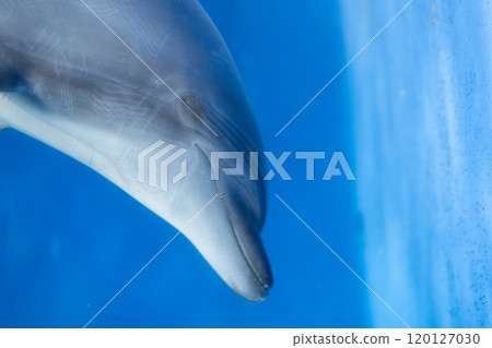 Sleeping bottlenose dolphin 120127030