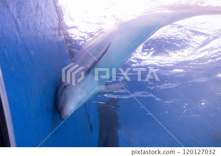 Bottlenose dolphin taking a nap 120127032