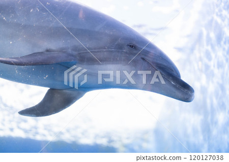 A very sleepy bottlenose dolphin face A very sleepy bottlenose dolphin face 120127038