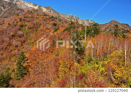 Autumn leaves on the Tateyama Kurobe Alpine Route, Kurobedaira 120127040