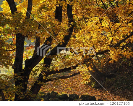 Yellow leaves shining in the morning sun Yellow leaves shining in the morning sun 120127105