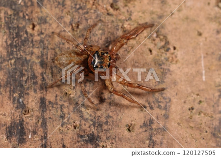 Animals Spiders Denitz Jumping Spider, male. This is the most common jumping spider found in parks and forests throughout Japan. 120127505