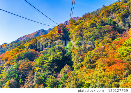 禦在所索道和秋葉 120127769