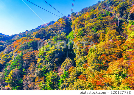 Gozaisho Ropeway and autumn leaves Gozaisho Ropeway and autumn leaves 120127788