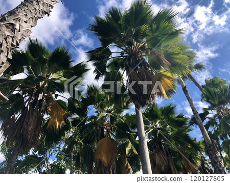 Palm tree of Hawaii 120127805