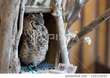 African Eagle Owl Profile 120128201