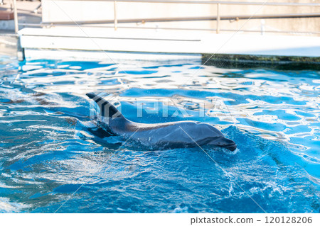 A Pacific white-sided dolphin swimming 120128206