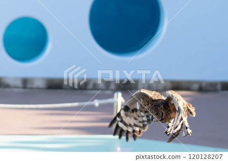 African Eagle Owl Flying 120128207