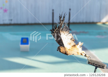 African Eagle Owl in Flight African Eagle Owl in Flight 120128208