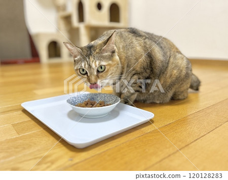 吃濕食物的褐雉貓 120128283