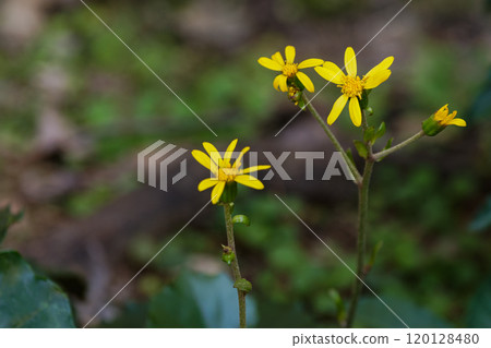 花園裡盛開的津瓦吹花 02 花園裡盛開的津瓦吹花 02 120128480