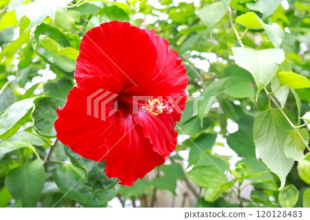 Red hibiscus 120128483