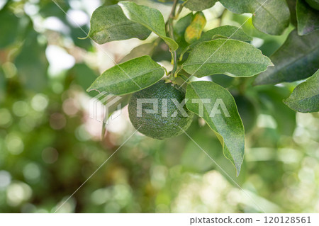 樹枝上的綠柚子 樹枝上的綠柚子 120128561