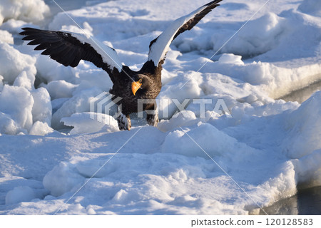 北海道知床半島羅臼浮冰海雕 120128583