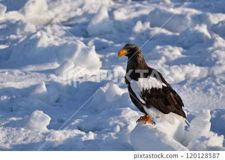 Steller's sea eagle, drift ice of Rausu, Shiretoko peninsula, Hokkaido 120128587