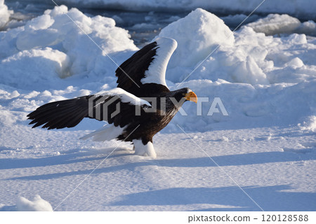 Steller's sea eagle, drift ice of Rausu, Shiretoko peninsula, Hokkaido Steller's sea eagle, drift ice of Rausu, Shiretoko peninsula, Hokkaido 120128588