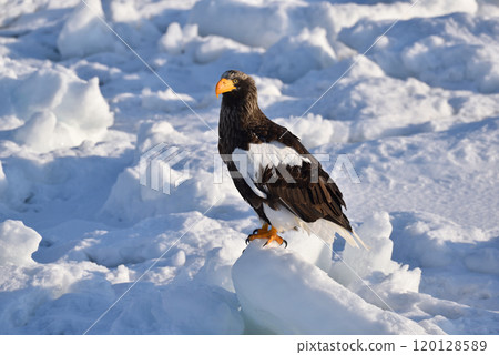 Steller's sea eagle, drift ice of Rausu, Shiretoko peninsula, Hokkaido 120128589