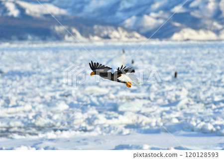 Steller's sea eagle, drift ice of Rausu, Shiretoko peninsula, Hokkaido 120128593