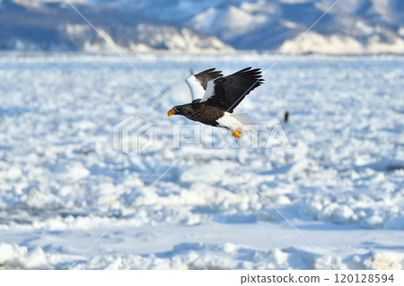 Steller's sea eagle, drift ice of Rausu, Shiretoko peninsula, Hokkaido Steller's sea eagle, drift ice of Rausu, Shiretoko peninsula, Hokkaido 120128594