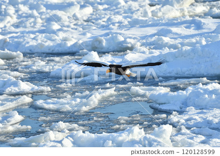 Steller's sea eagle, drift ice of Rausu, Shiretoko peninsula, Hokkaido Steller's sea eagle, drift ice of Rausu, Shiretoko peninsula, Hokkaido 120128599