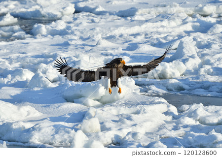 Steller's sea eagle, drift ice of Rausu, Shiretoko peninsula, Hokkaido 120128600