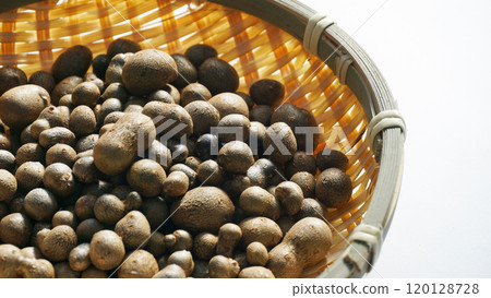Bamboo grass Bamboo grass 120128728